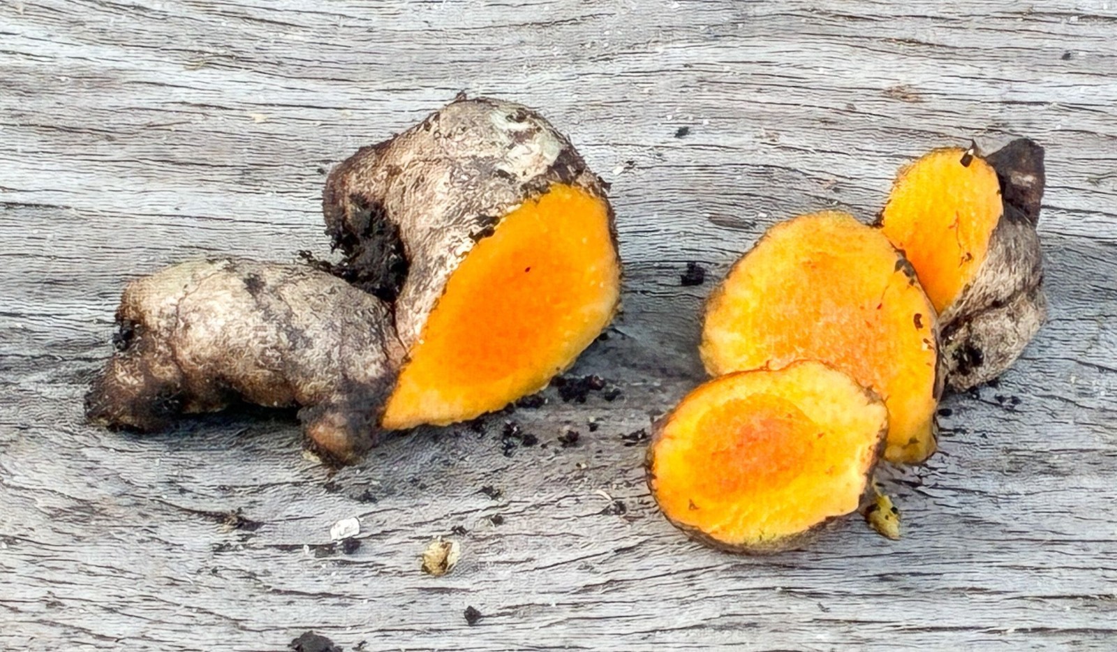 Live Turmeric Plant Curcuma longa Starter Rhizome Perennial Ginger Edible