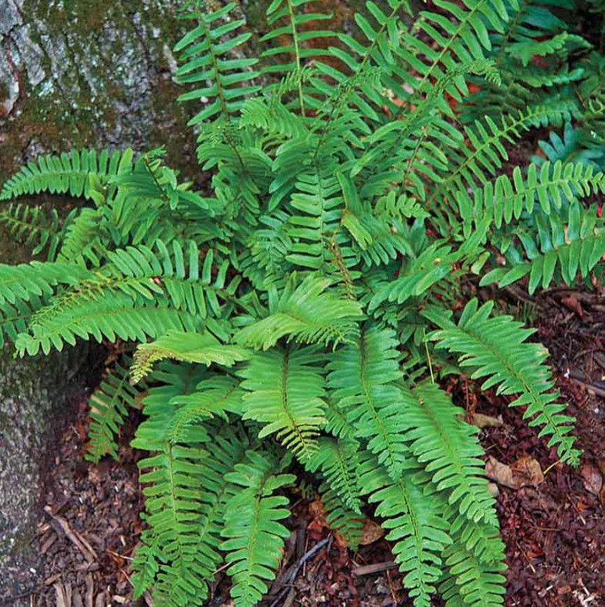 5 Christmas Fern Rhizomes/Roots – Fresh Bare Root Plants – No Ship to AK, HI, PR