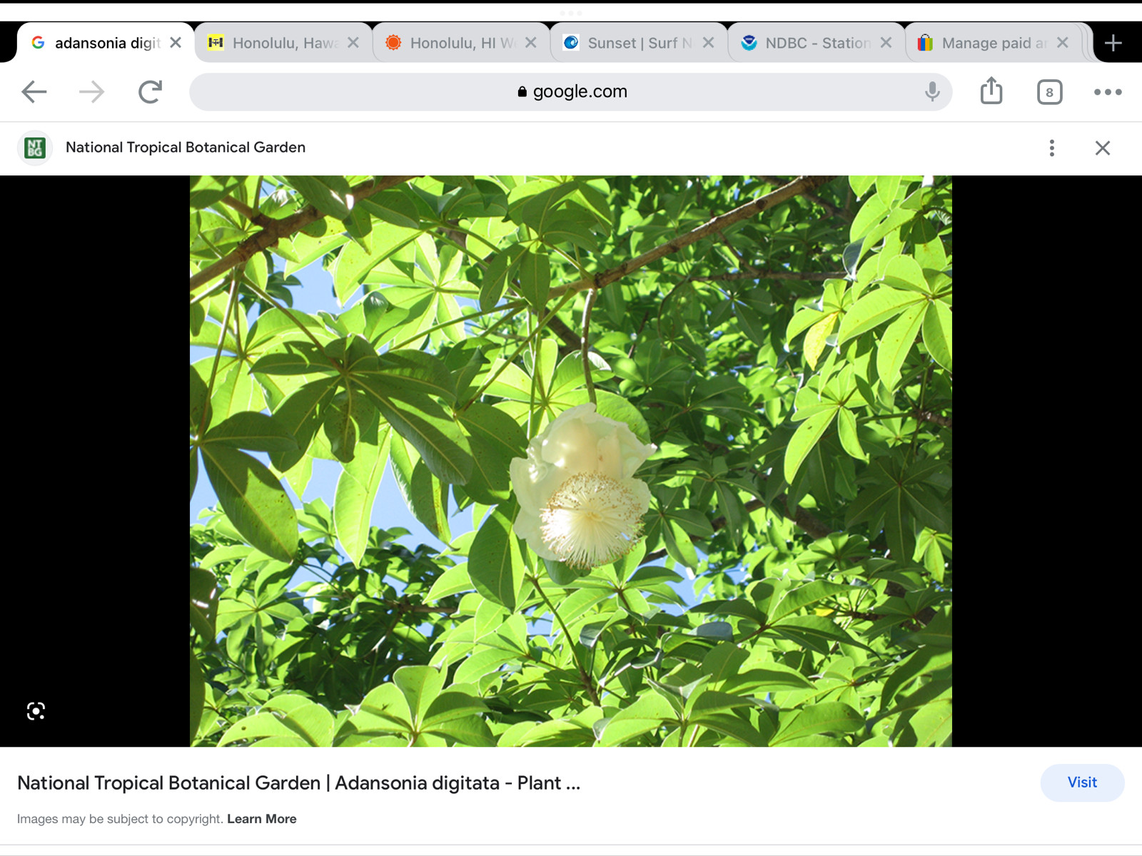 ***2000***Adansonia digitata seeds***Baobab***Dead rat***