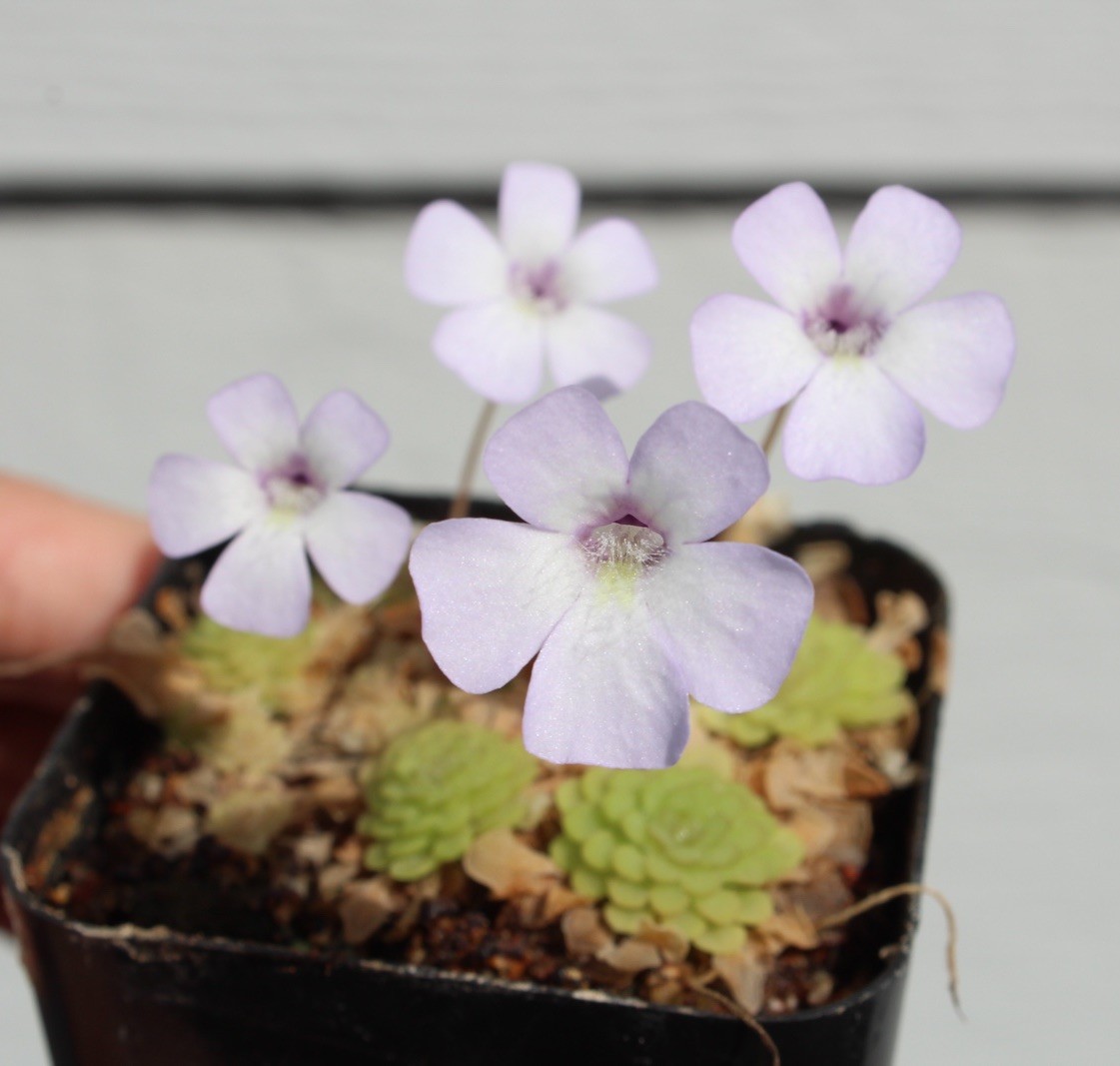 Pinguicula rotundiflora dainty whimsical flowers!