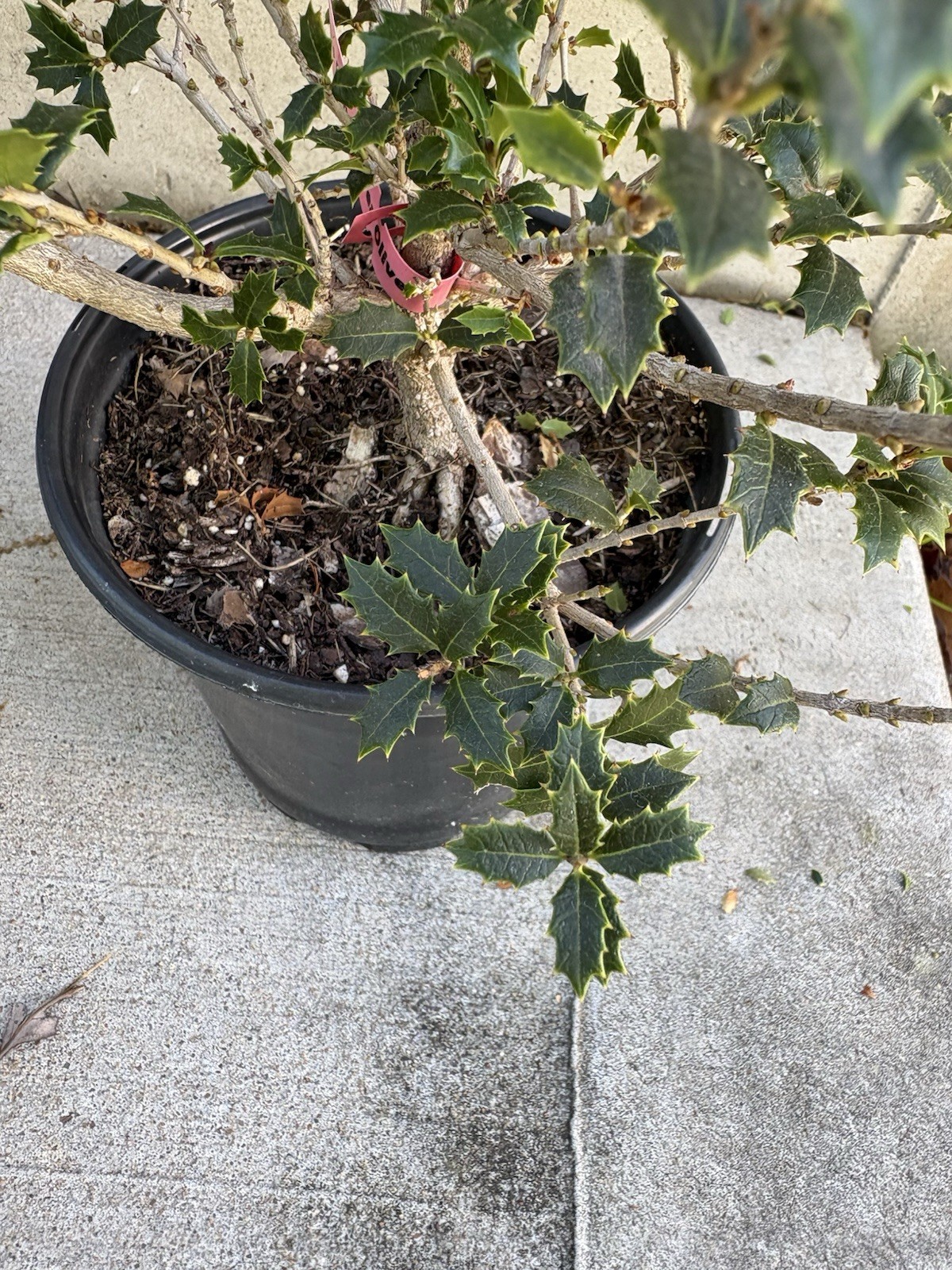 Fragrant Sweet Tea Olive Osmanthus Princess fragrant 6” Pot
