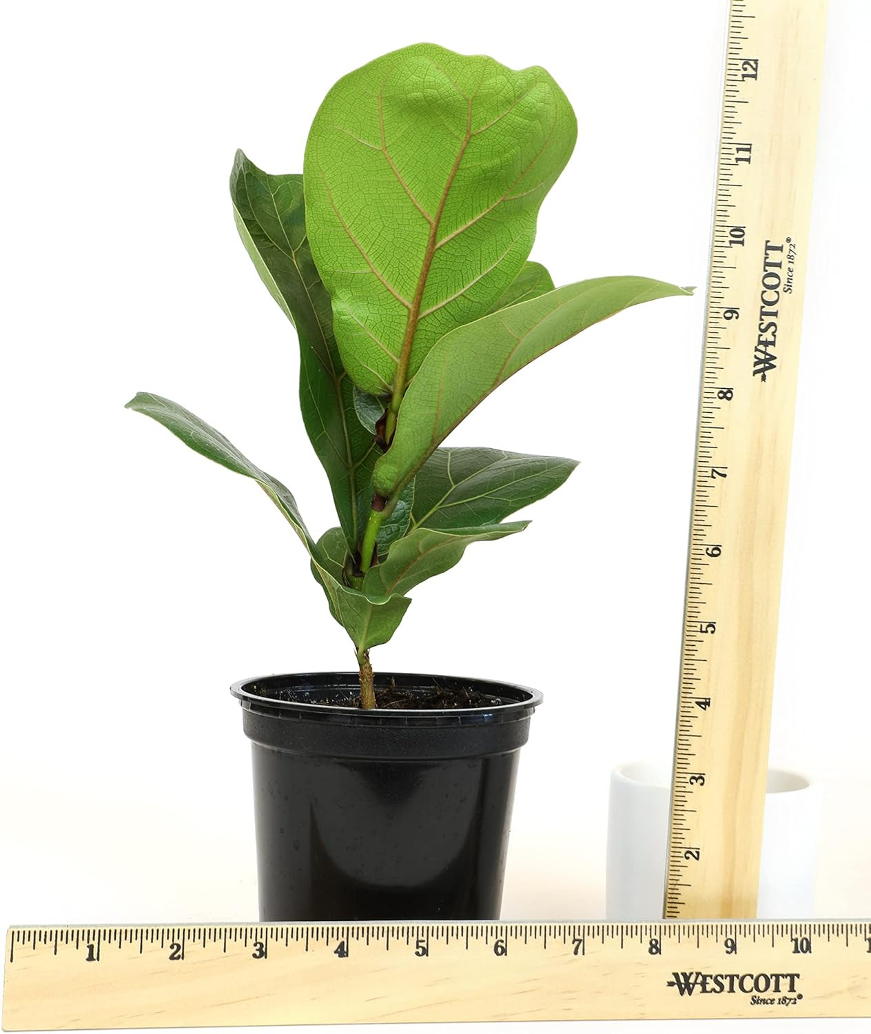 Plants for Pets Ficus Lyrata Fiddle Leaf Fig Plant, House Plants Indoors Live…