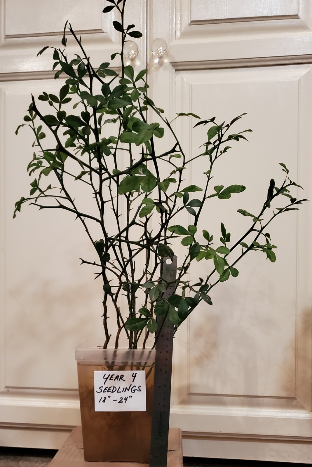 Poncirus Trifoliata Citrus Trifoliate Oranges (2 Ct) YEAR 4 Seedlings 18-24″ 🍊