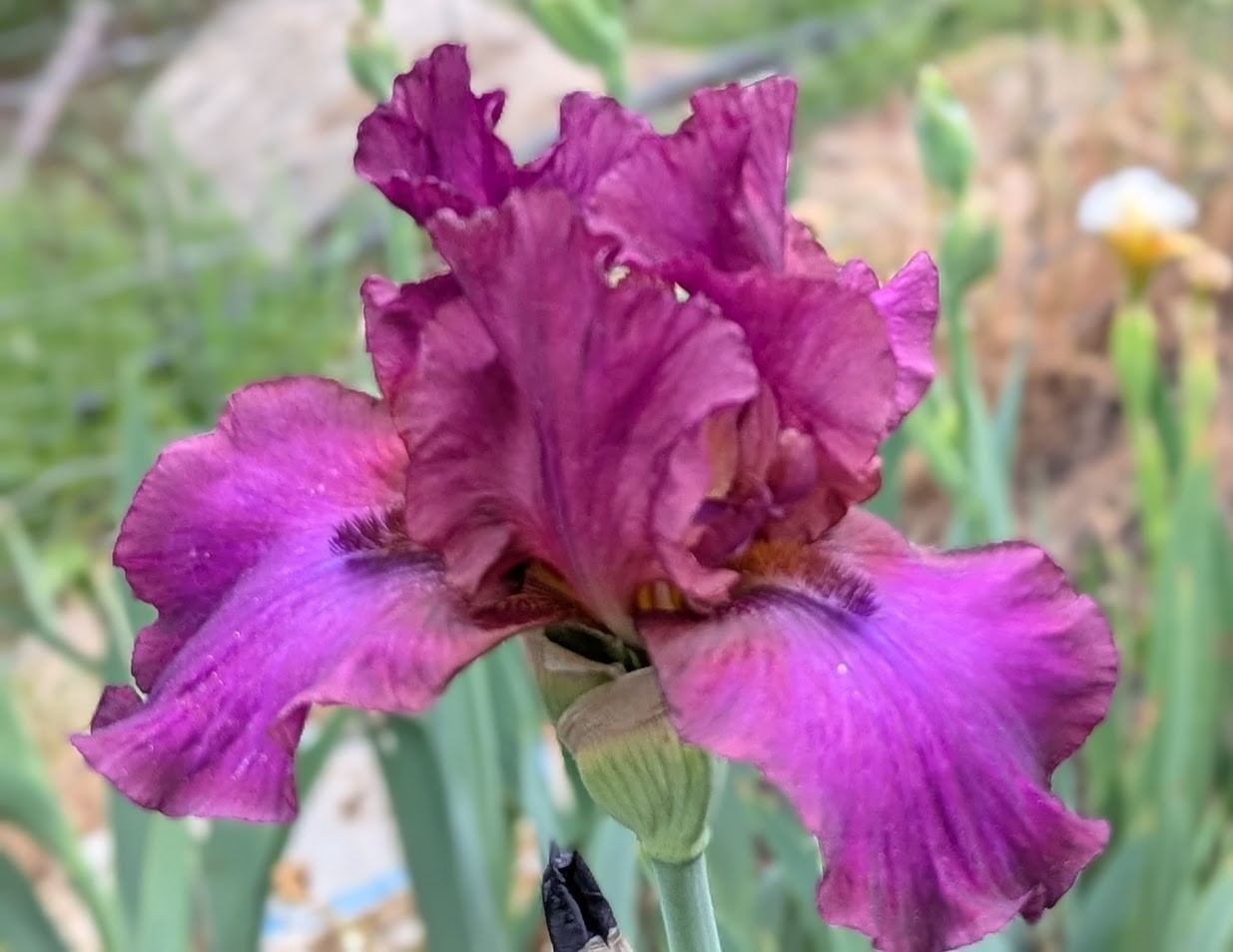 ‘Spice It Up’ TB Bearded Iris Rhizome PRE-SALE to Ship Aug/Sept