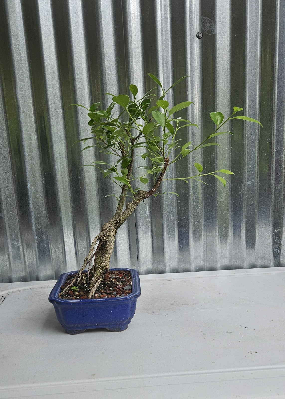 Ficus Bonsai Exposed Roots Nice Nebari