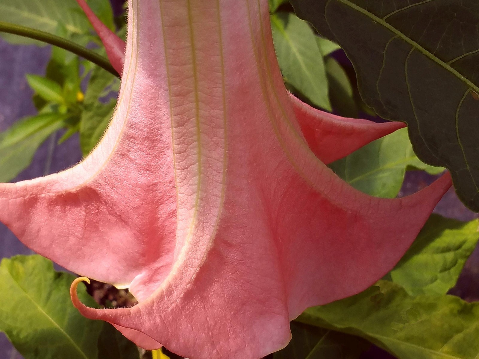 Brugmansia PAINTED LADY ANGEL’S TRUMPET 1 Plant!