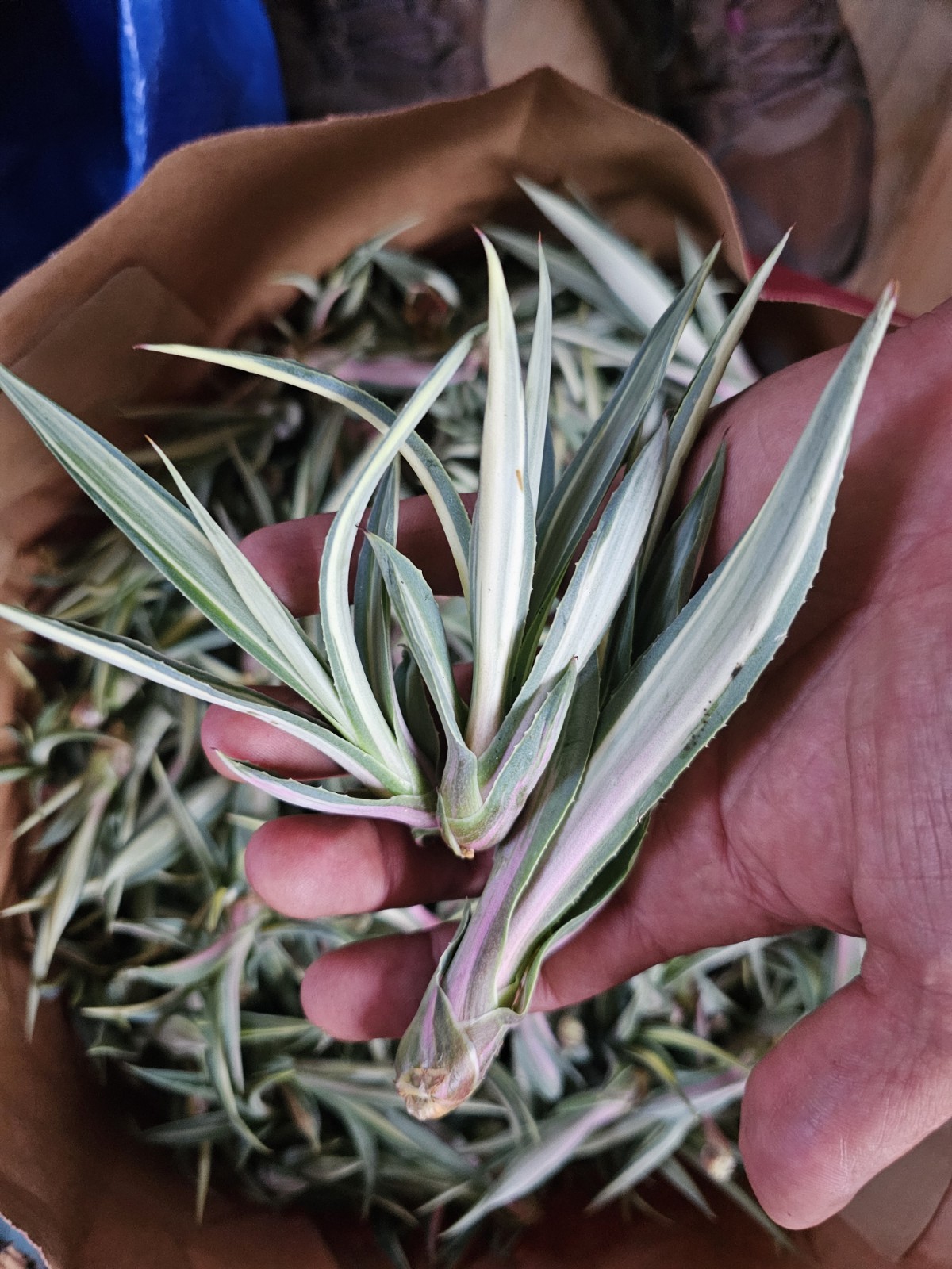 Furcraea Foetida Mediopicta plants 3.5-6″, 12 pack