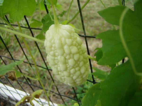 Momordica charantia | White Fruit | Balsam Pear India Long White | 5 Seeds