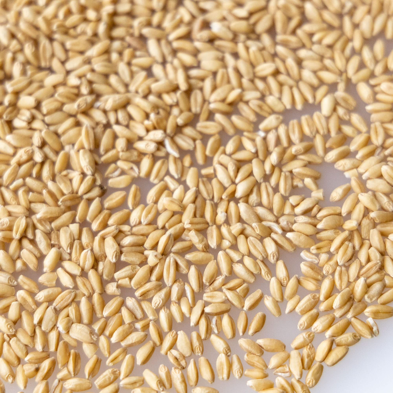 Hard White Wheat seeds (300) / FLOUR / FLORIDA GROWN / COVER CROP
