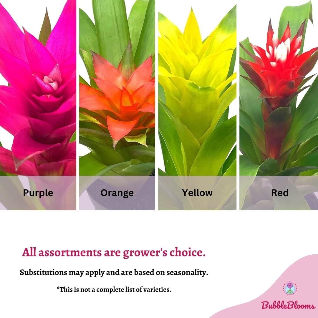 Colorful Bromeliad Assortment, 4 inch Set of 3, Guzmania Variety
