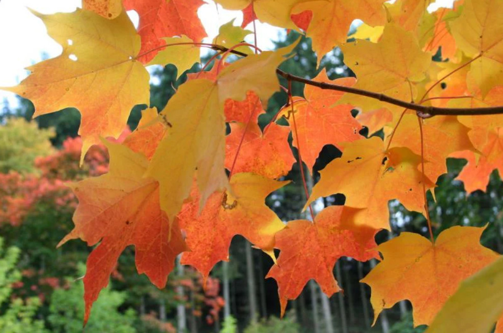 Sugar Maple Tree – Live Plant in Gallon Pot (18–28″ Tall)