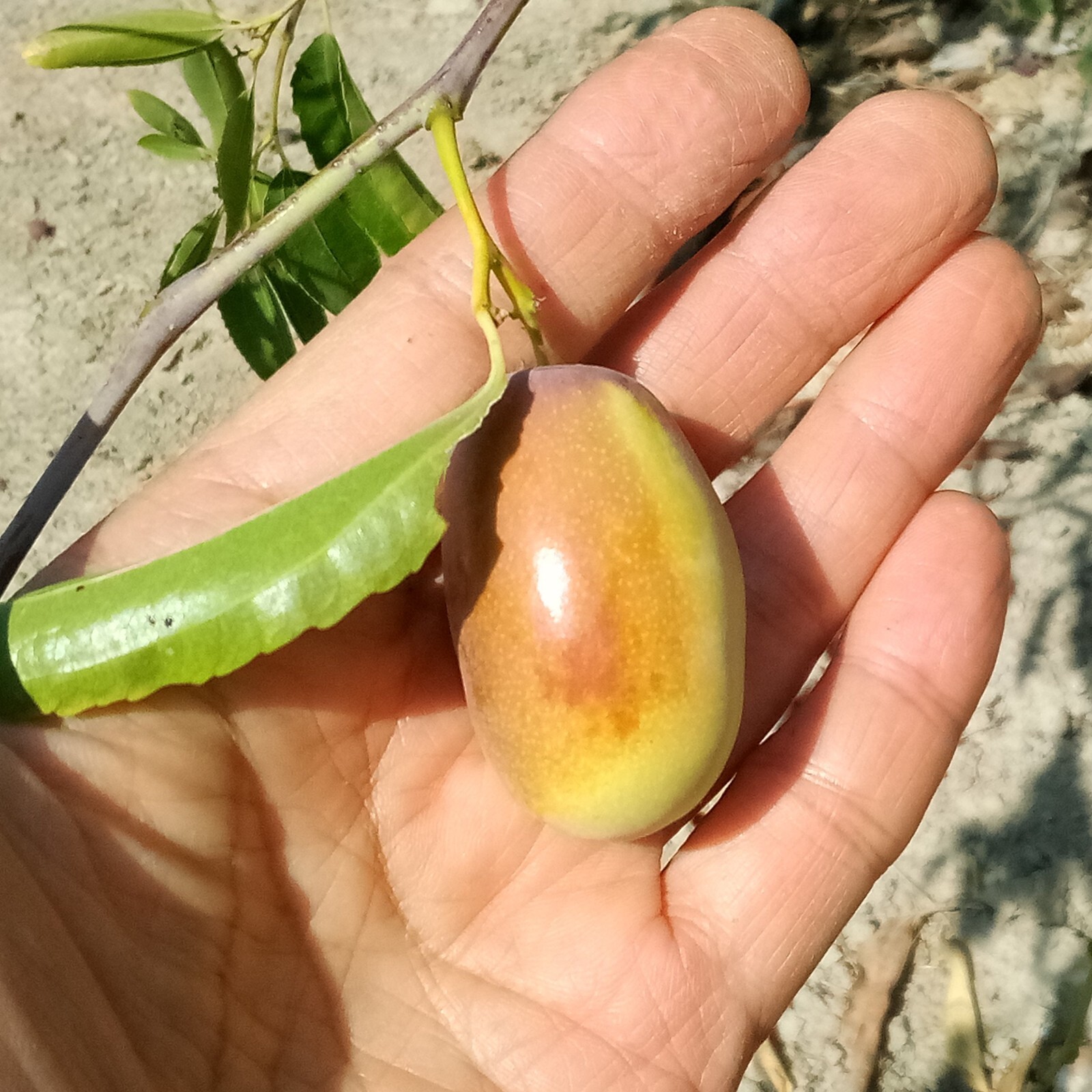 T612A (2) Ant Admire Jujube Tree 8″ Thin Cuttings For Graft ScionWood/Scion/Bud