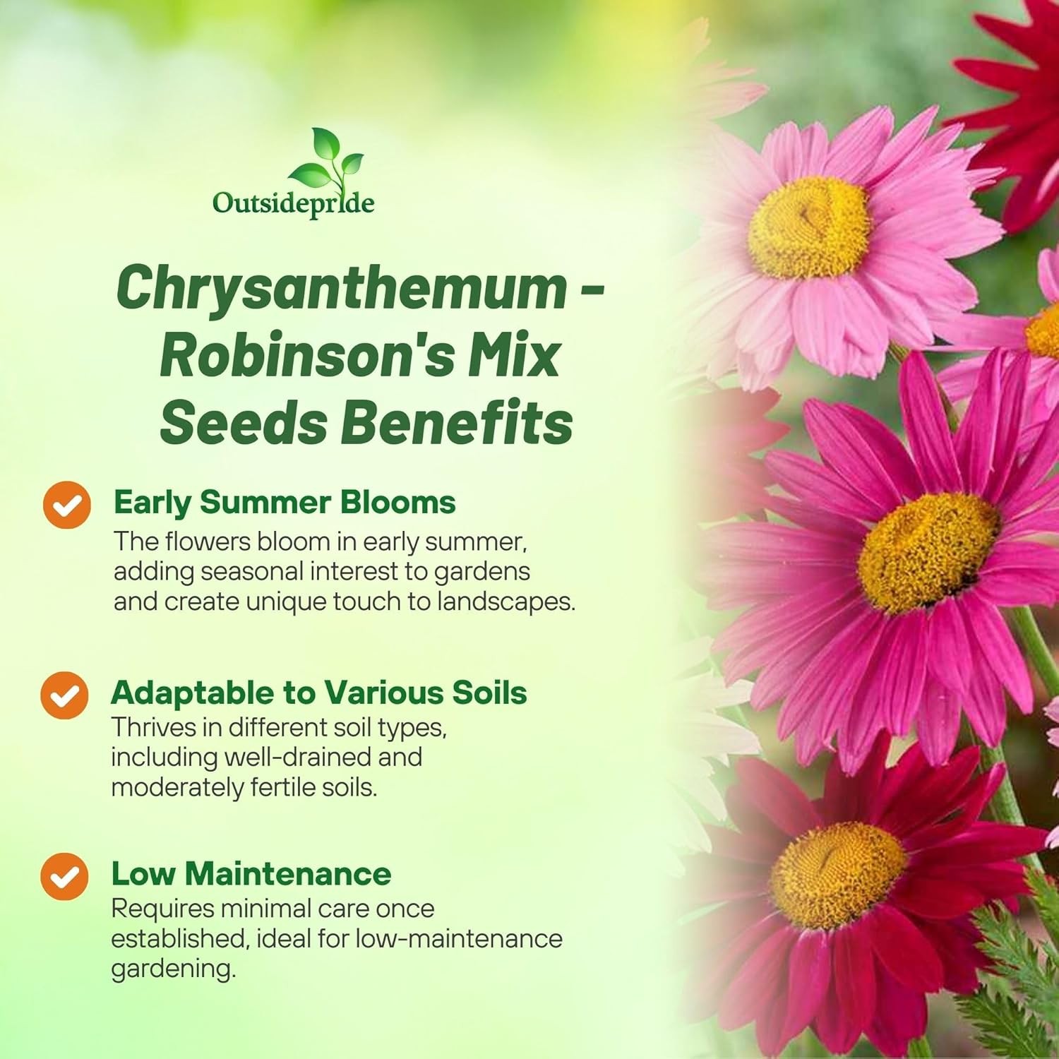 10000 Seeds Chrysanthemum Seed Mix For Planting Outdoors | Pyrethrum