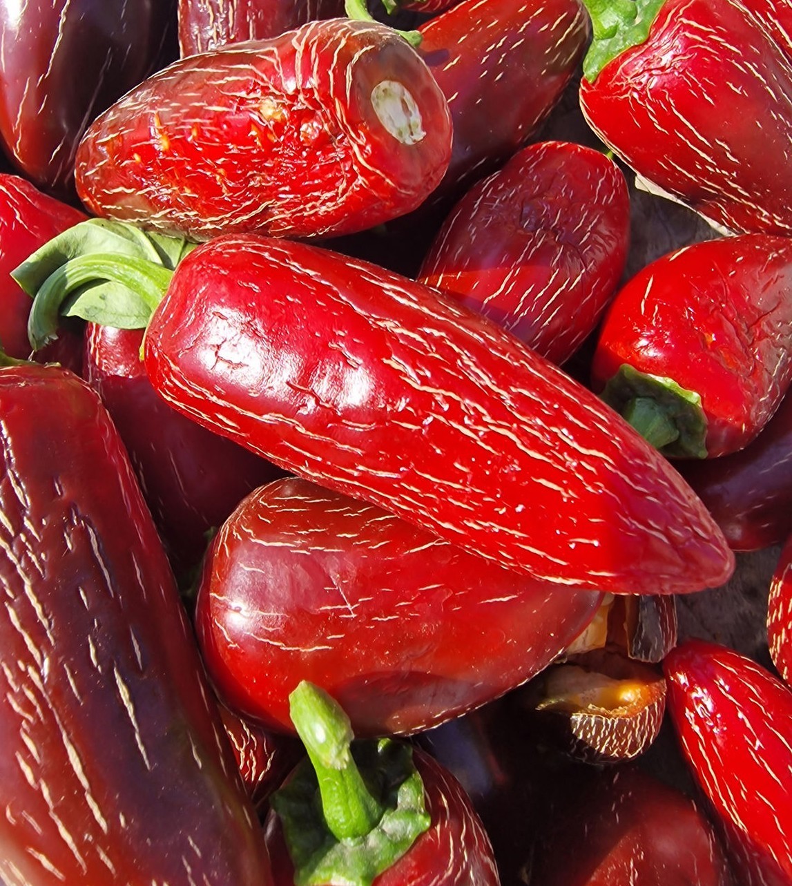 15 – Pepper Seeds – Choice 2025 Premium Fresh – Craig’s Grande Jalapeño – A 27