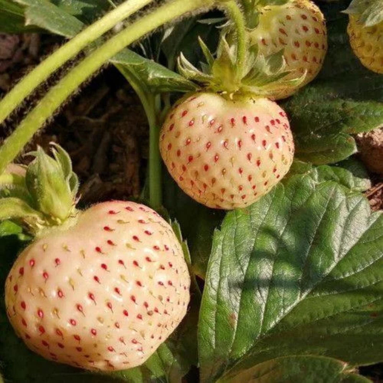 Milk Strawberry Seeds – 200 Seeds – Non-GMO Perennial Variety for Home Gardens