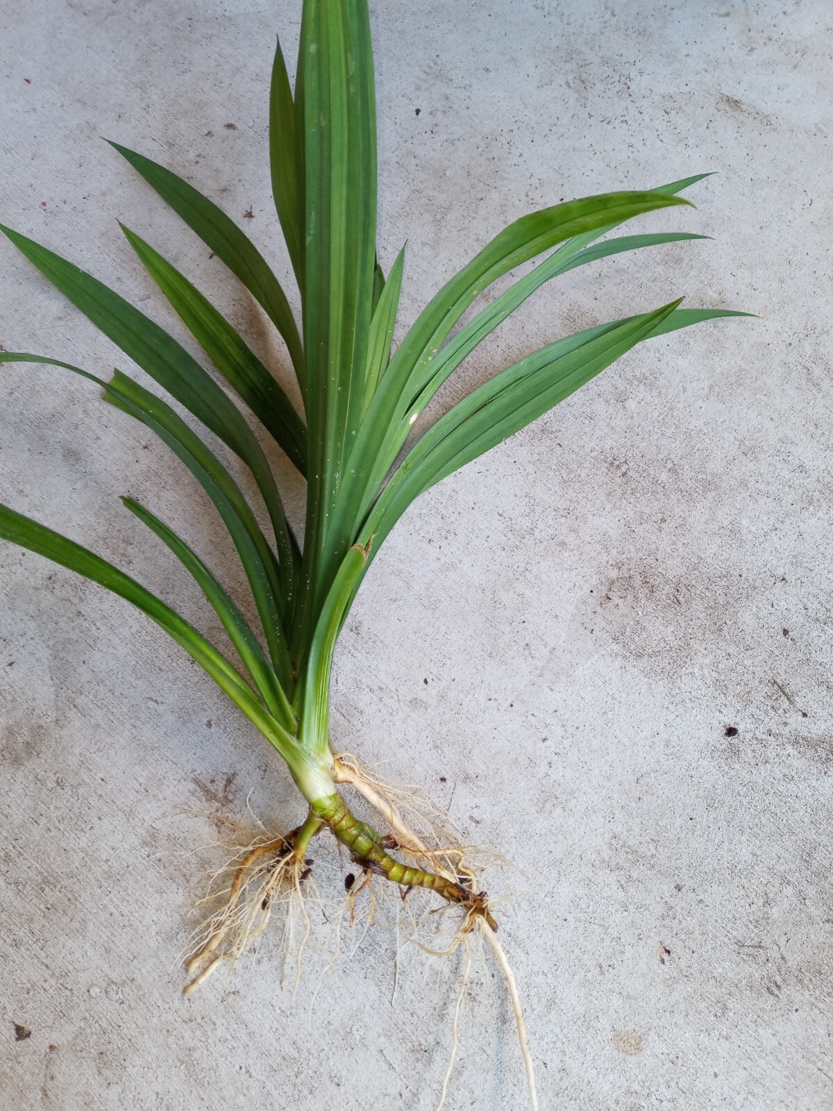 Pandan fragrant Leaves, Pandanus amaryllifolius rooted live Plant, lá Dứa