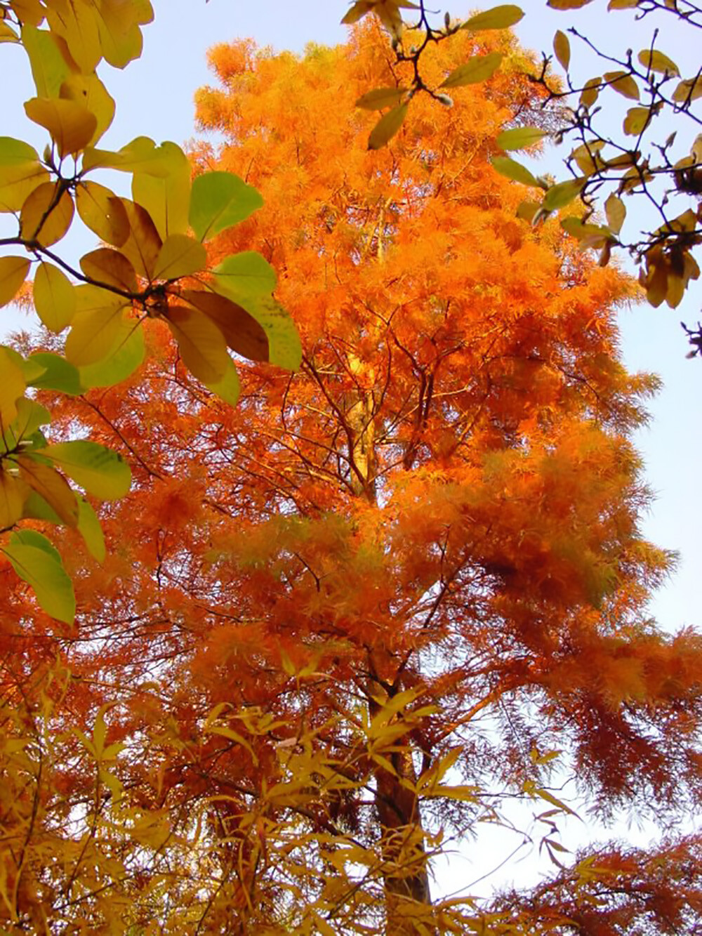 Bald Cypress, Taxodium distichum, Tree Seeds (Fast, Fall Colors, Hardy)