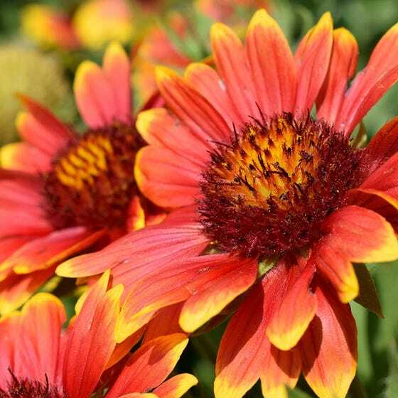 BLANKET FLOWER Perennial Gaillardia Native Wildflower Fresh Non-GMO 200 Seeds