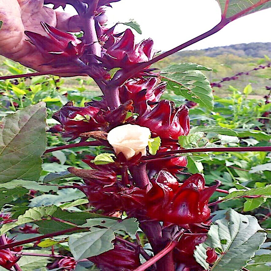 Roselle Seeds Hibiscus sab Jamaican Sorrel Florida Cranberry RARE LUOSHEN FLOWER