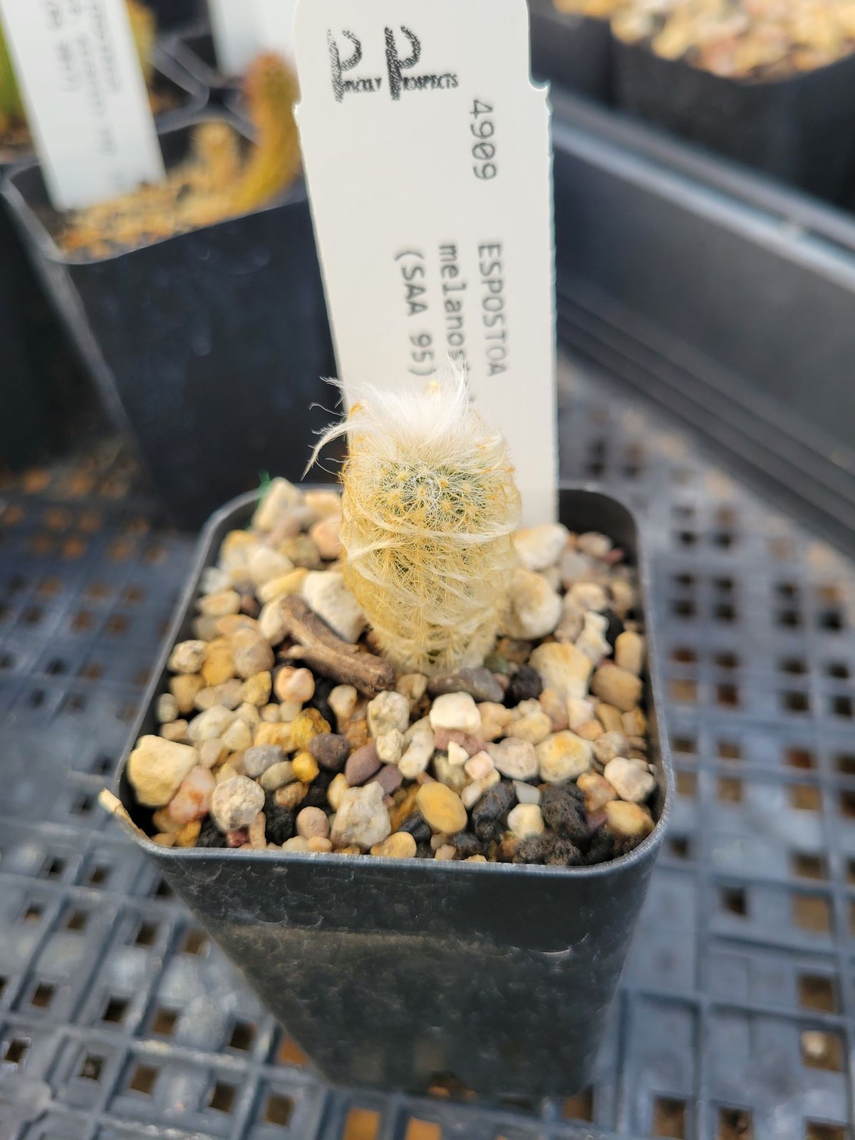 Espostoa melanostele ssp. nana (SAA 95) (cactus – succulent – plant)