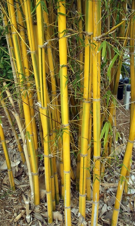 Bambusa Asian Lemon Clumping Bamboo – 1 Value Priced Division / Rhizome / Plant