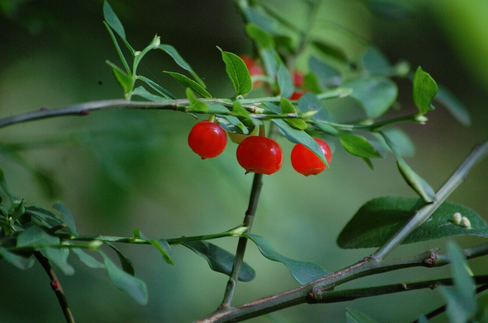 Huckleberry Bush Red Seeds (Vaccinium parvifolium) 25+Seeds