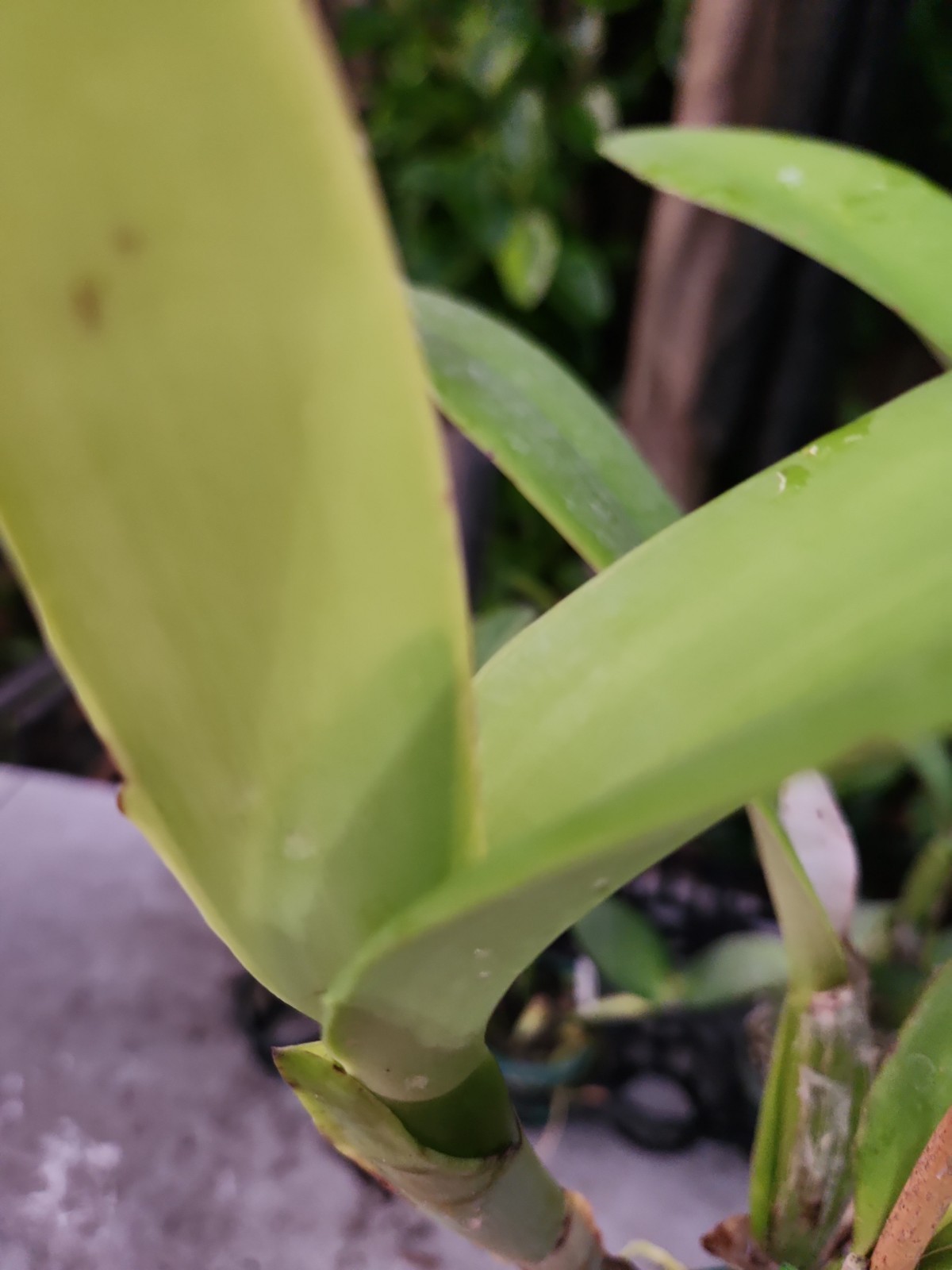 Bud In Sheath Cattleya Percimax Extremely fragrant Live Orchid Pink White Plant