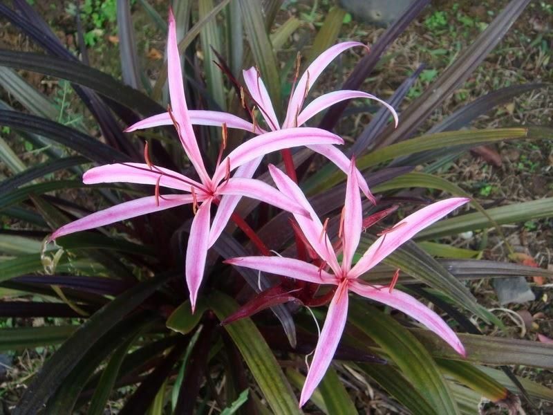 Live Red Bog Lily Tropical Marginal Aquatic Pond Plant