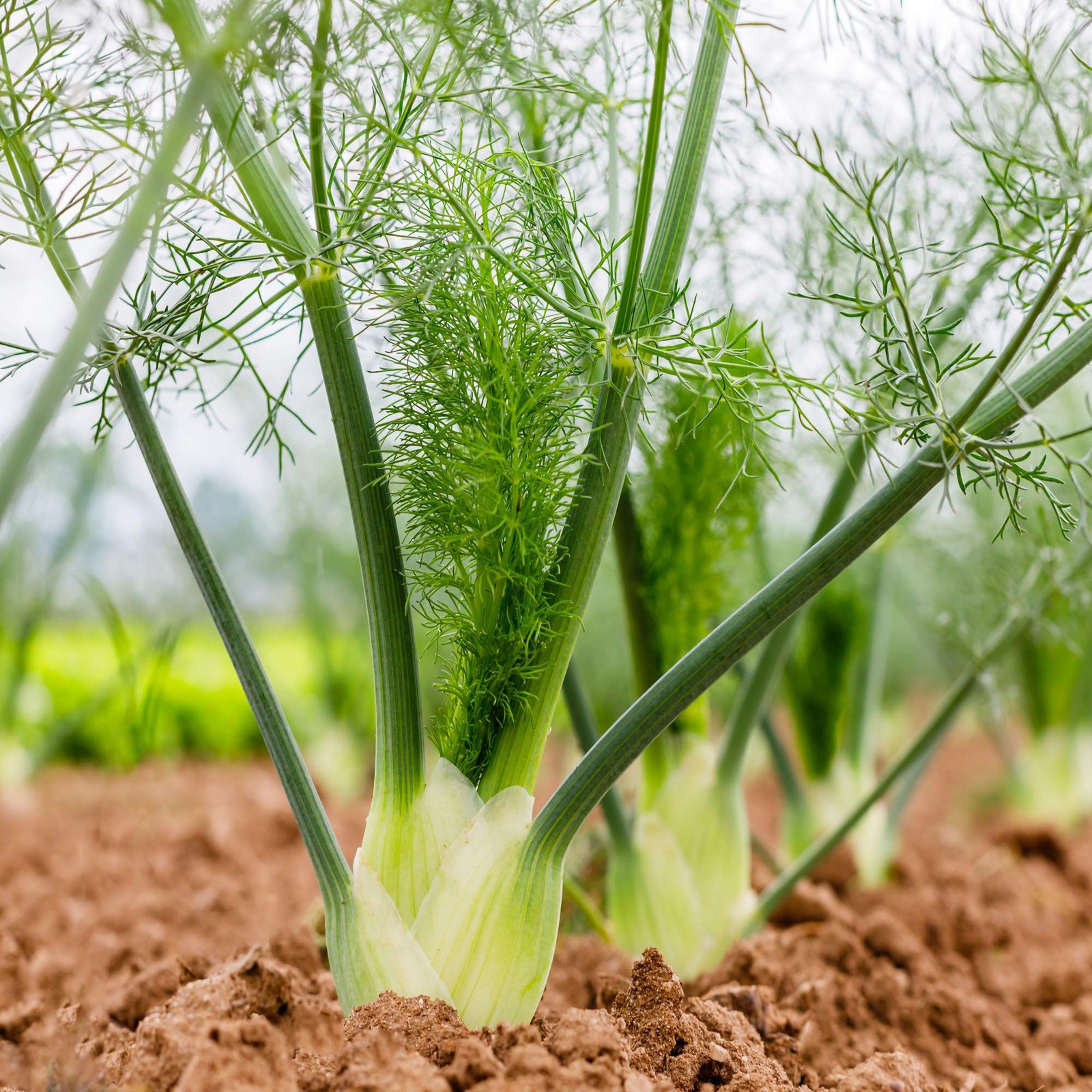1 oz. Annual Foeniculum Vulgare Fennel Herb Garden Seeds for Planting