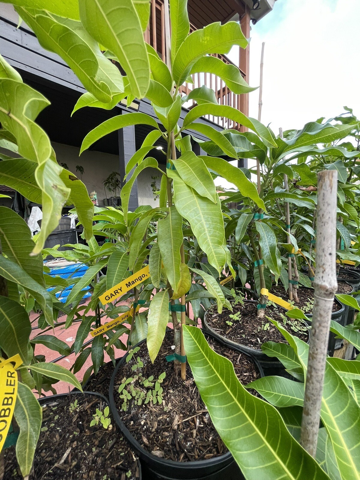 Grafted Zill Mango & Avocado 3 Gallon Trees Over 100 Varieties Coconut Cream M4