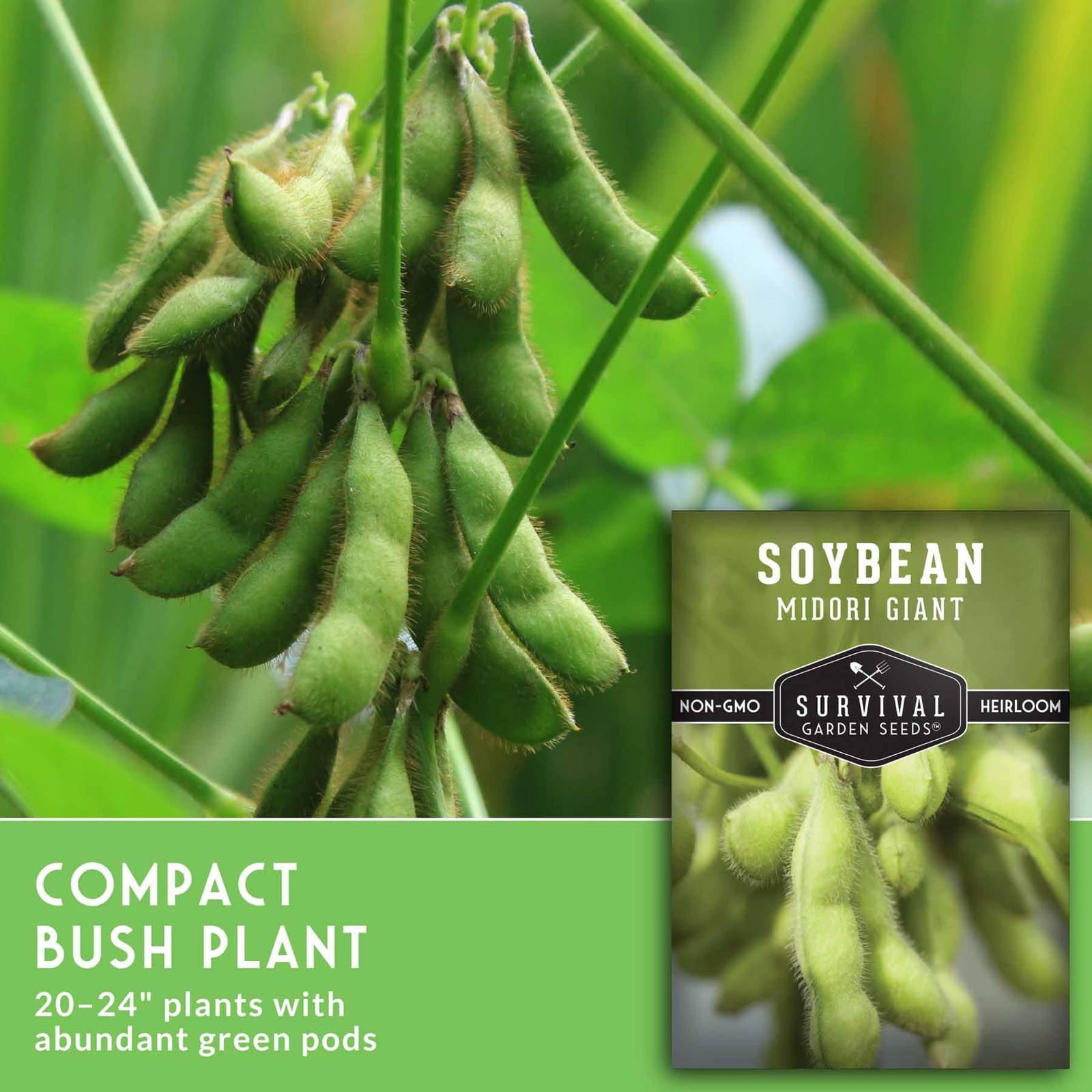 Midori Giant Soybean Seeds for Planting – Grow Protein-Rich Edamame Green
