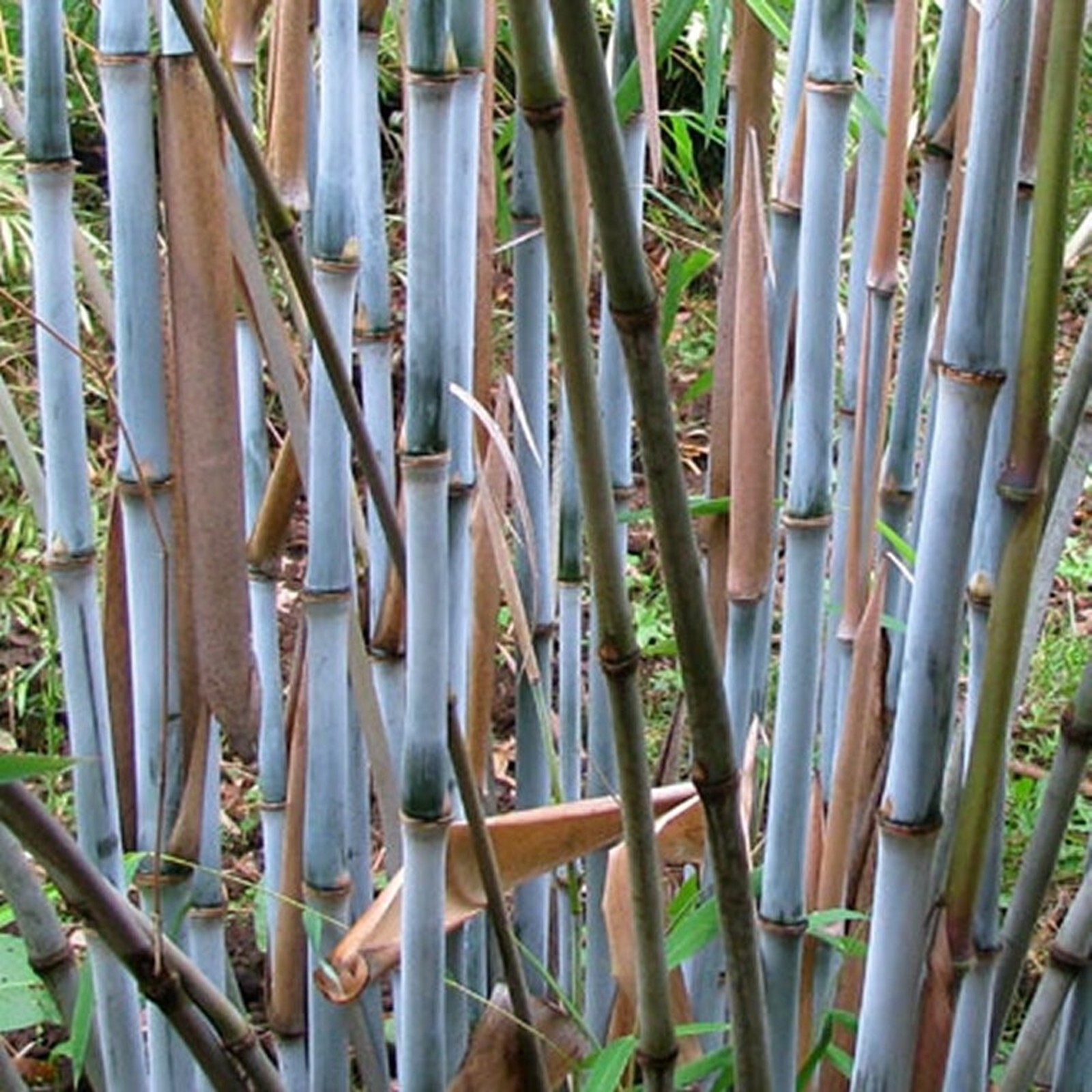 50 Farciga Blue Bamboo Seeds Perennial Ornamental Seed Privacy Seed US SELLER
