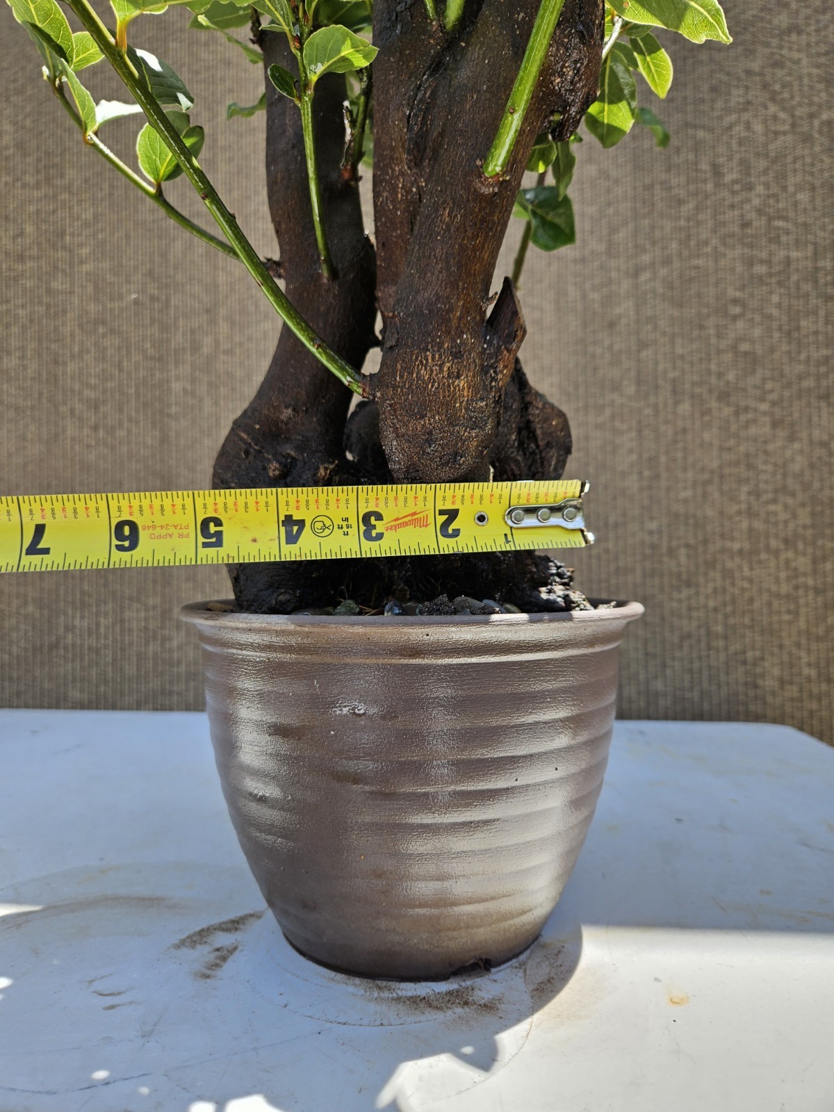 Old Sweet Bay Leaf ( Bay Laurel ) Bonsai Tree,,, SALE