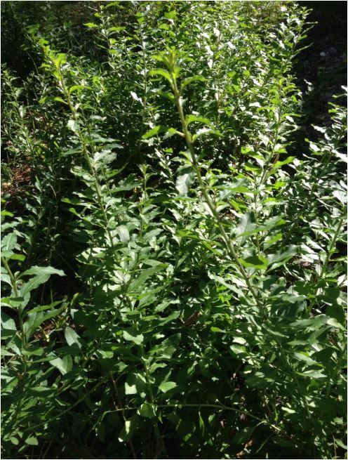 Goji Berry (Lycium barbarum) TC Plant Plug Bush -4-8 inches! -Edible Fruit!!