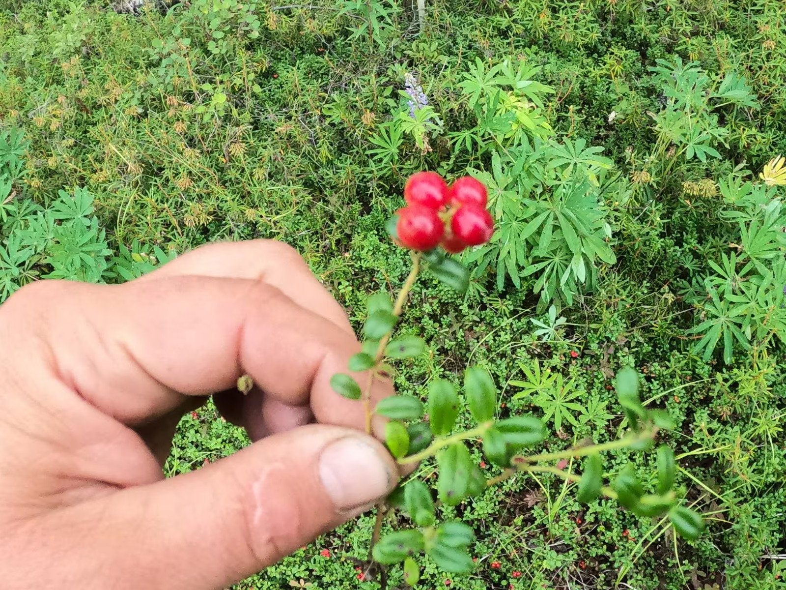 Vaccinium vitis-idaea /Lingonberry 4 Live Plant Rhizomes