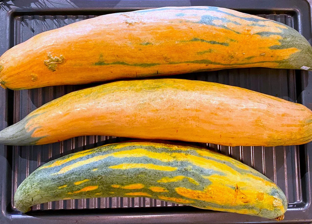 North Georgia Candy Roaster Seeds | Pink Banana Pumpkin Winter Squash Seed 2025