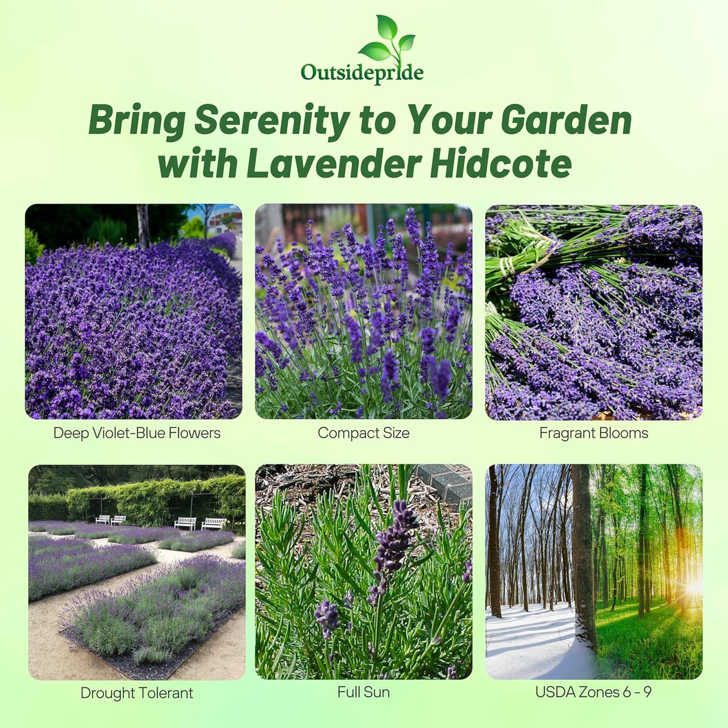1000 Seeds Lavender Hidcote Drought Tolerant Herb Garden Plants For Xeriscaping