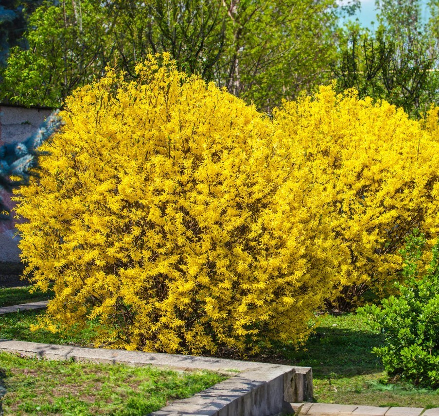 Set 2 Lynwood Gold Forsythia Live Plant – 6-12″ Tall – 4″ Pot – Hybrid Forsythia