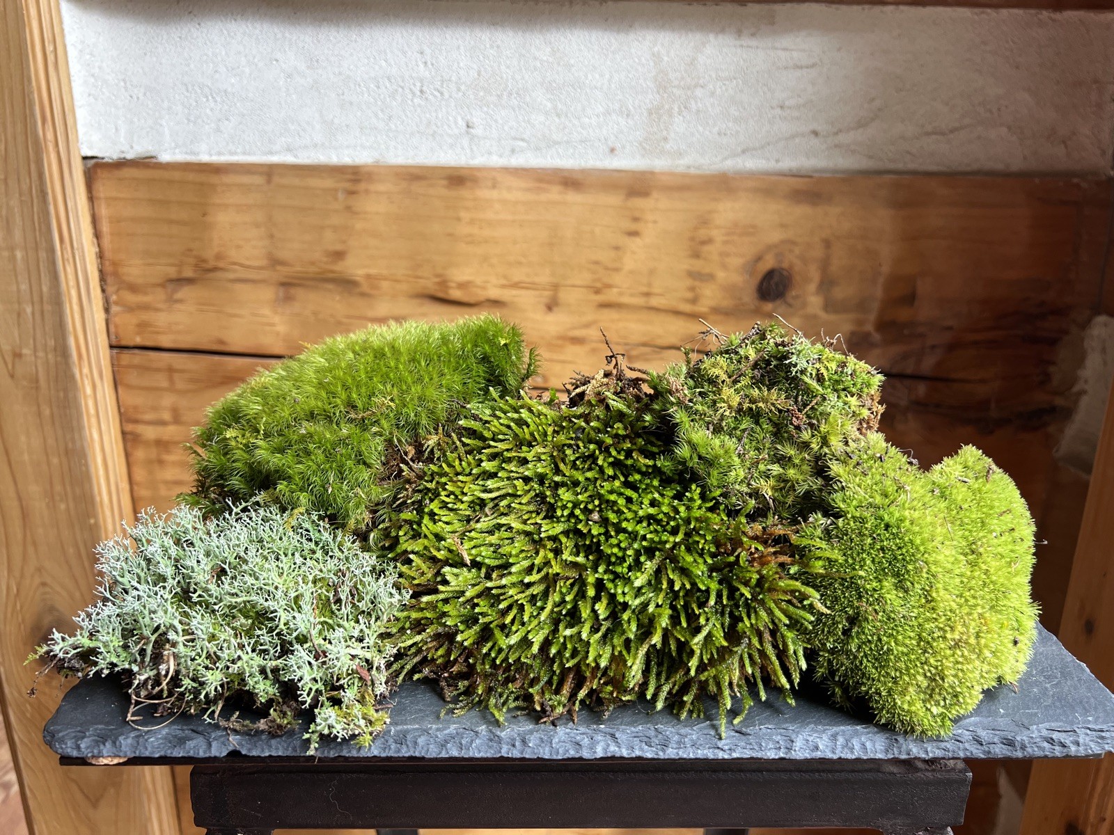Live Fresh Moss- One Gallon Bag-Uses Bonsai, Terrarium, Vivarium, Fairy Garden