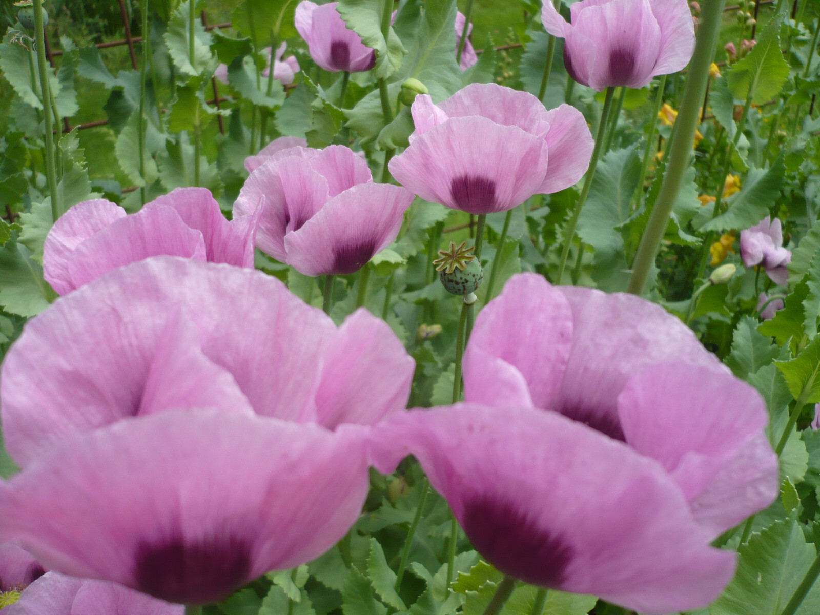 Tazzy Purple Poppy Som Seeds 2000+ *Shelley aka PoppyQueen👑