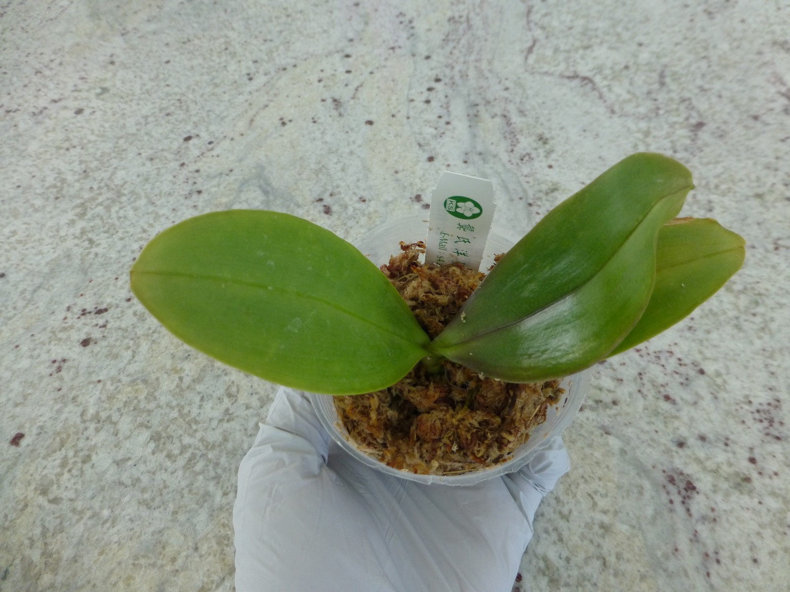 Very Fragrant Orchid Phalaenopsis Phal. KS Jadegreen ‘Sweet’ (KSM-035) In Pot