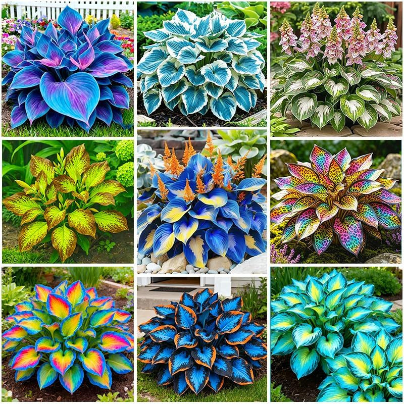 175Pcs Mix Hosta Seeds for Planting – Perennial Shade-Loving Flowers