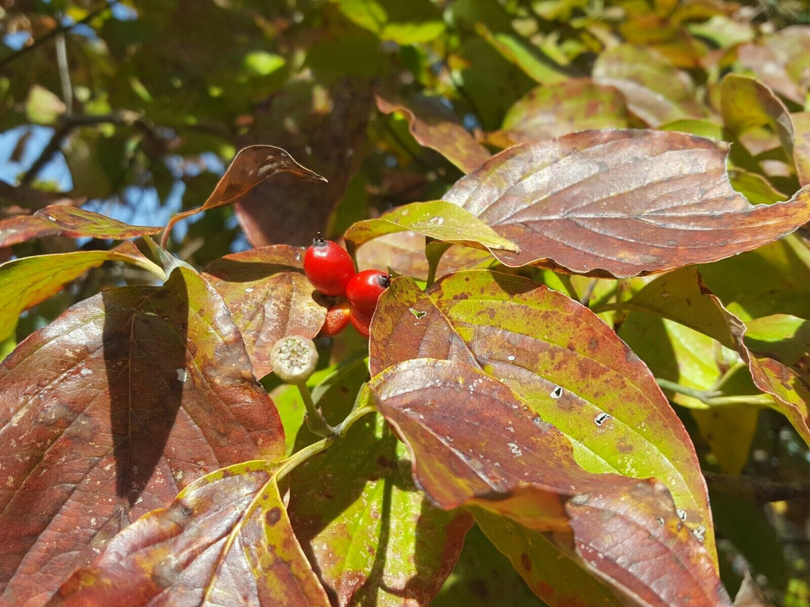 Florida Dogwood | 5 Seeds | Cornus florida | Native Tree | Gulf Coast Eco-type