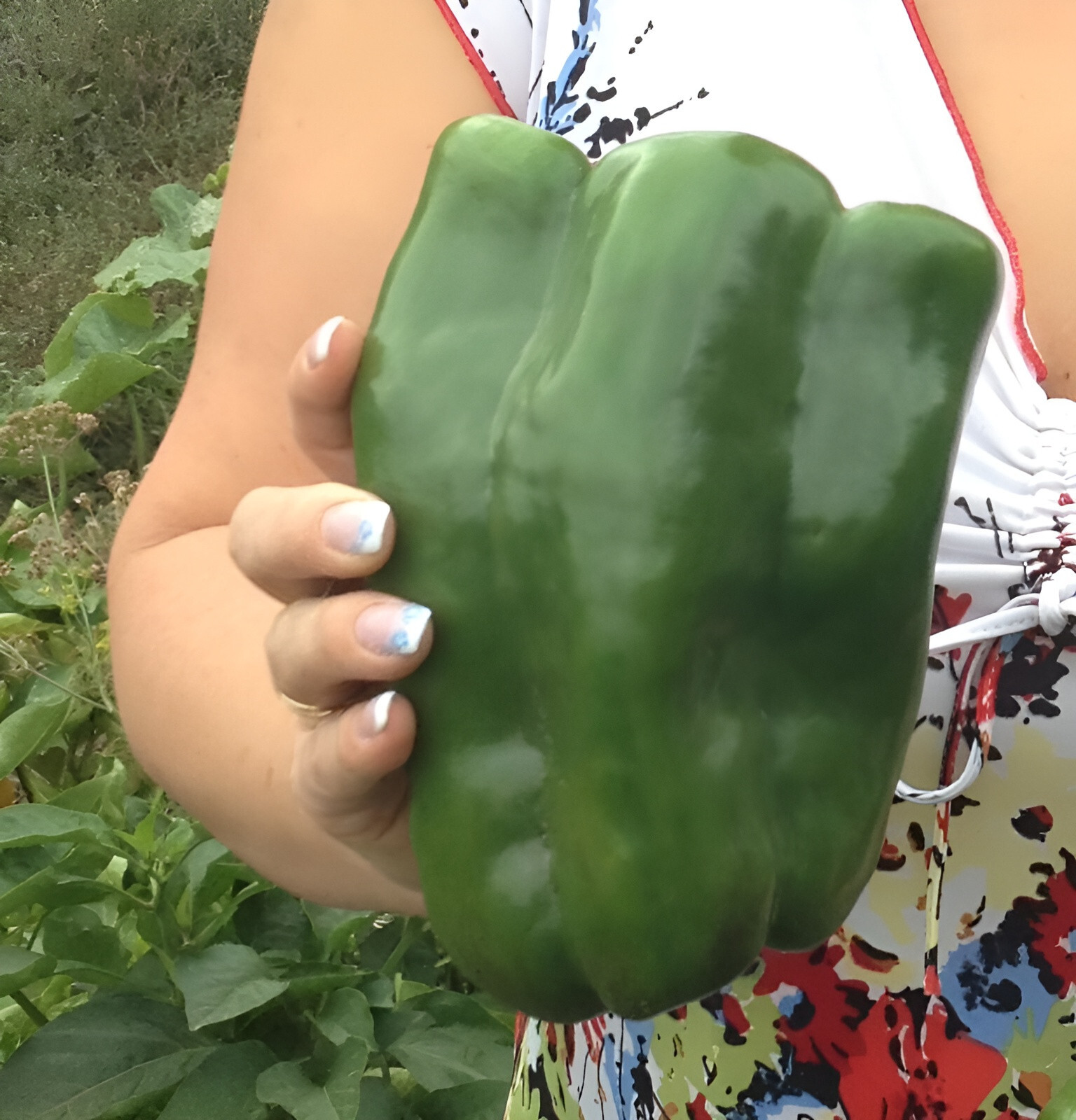 50 Heirloom Emerald Giant Pepper Seeds – Giant Sweet Green Bell Pepper – No Heat