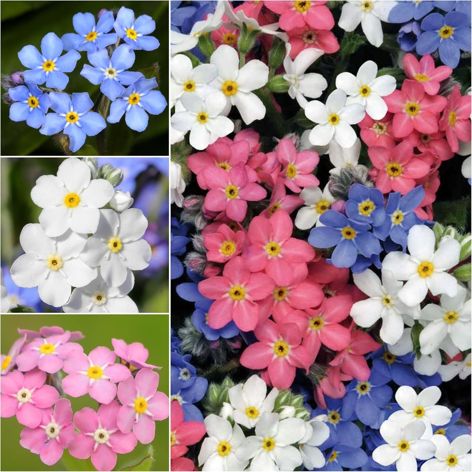 Mixed Forget Me Not Seeds – Heirloom Wildflower Blend for Butterfly Gardens