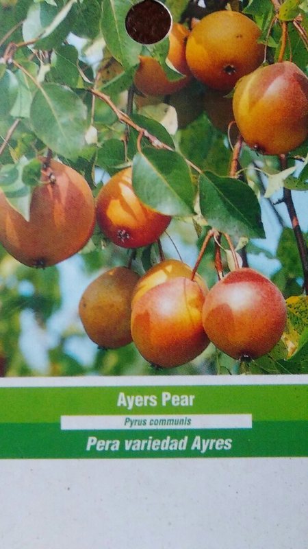 AYERS PEAR 4′-6′ Tree Plants Fruit Trees Plant Sweet Juicy Pears Home Orchard
