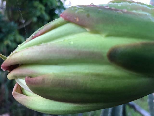 PERUVIAN APPLE CACTUS (Cereus peruvianus )ORGANIC ROOTING (2″-4″) STARTER PLANT