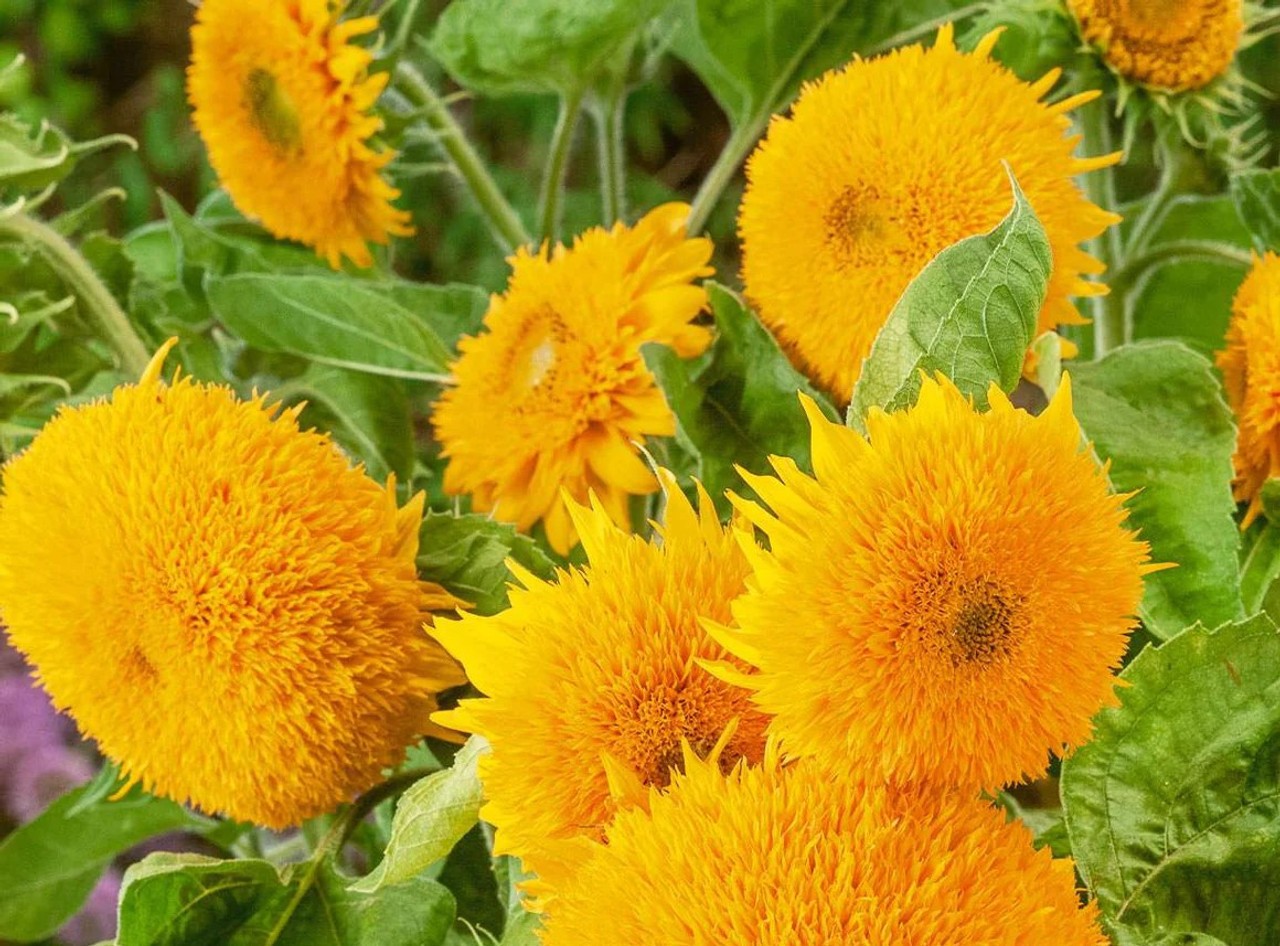 Dwarf Sungold Sunflower Teddy Bear Seeds Helianthus annuus Free Shipping!