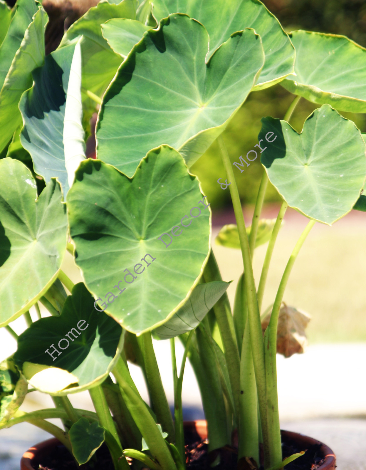 READY to GROW 12 Colocasia Esculenta Elephant Ear Taro Poi Gabi Kalo Eddo Bulbs