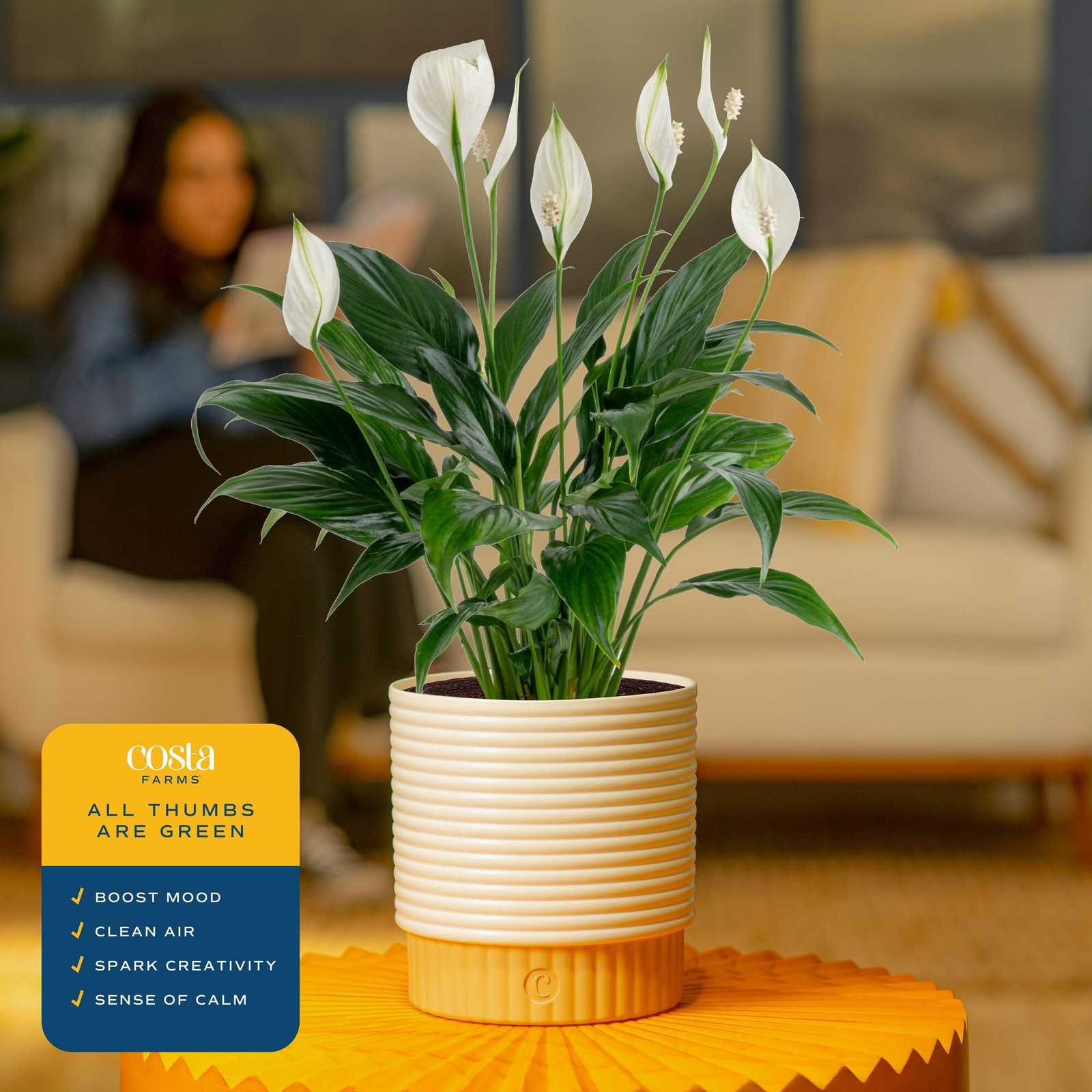 Costa Farms Peace Lily Medium (14-24 Inches Tall), Indoor Garden Plant Pot